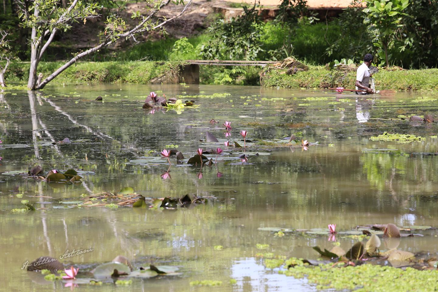 Lotus Pond, Sri Lanka Lotus Pond, Sri Lanka